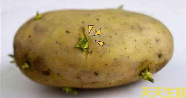 土豆发芽了还能吃吗?(图2) 土豆发芽了还能吃吗?(图2)
